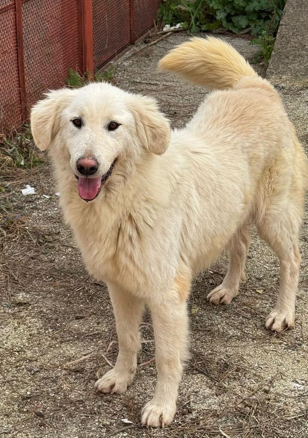 WHISKY e BIANCA, due cani bellissimi ma sfortunati Foto 3
